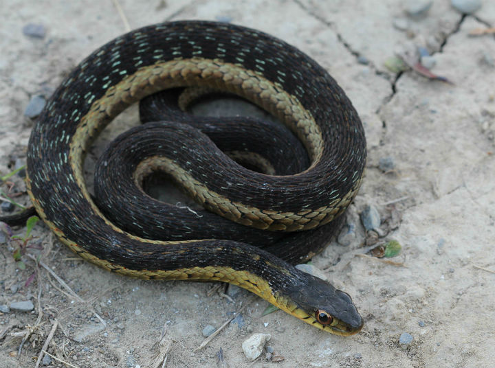 Eastern Garter Snake